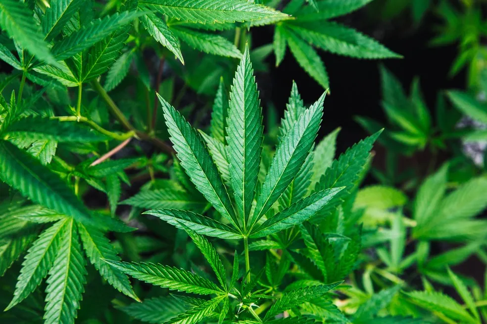 Cannabis