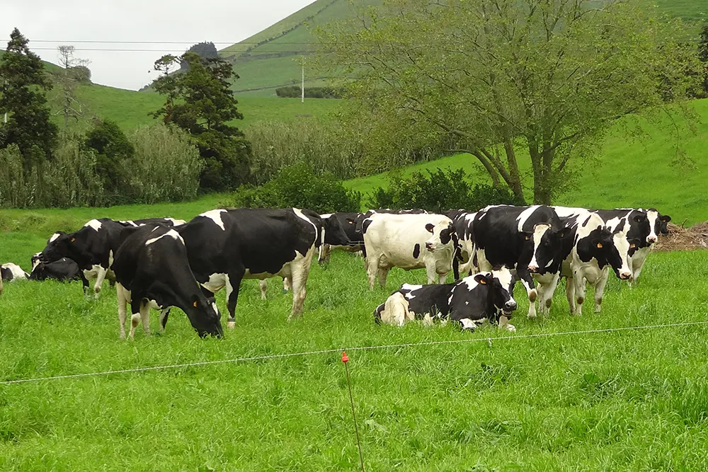 Vacas