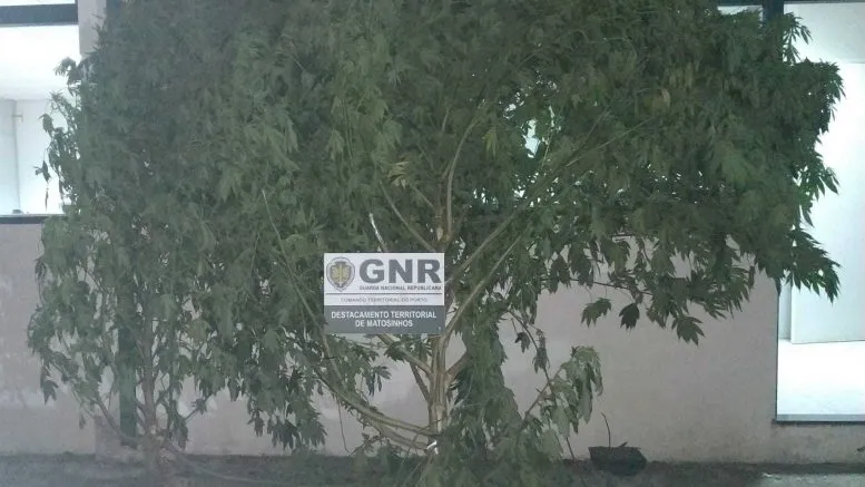 GNR detém alegado traficante de droga na Maia