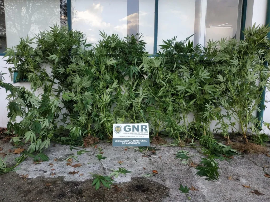 Detido por tráfico de estupefacientes e plantação de cannabis na Maia