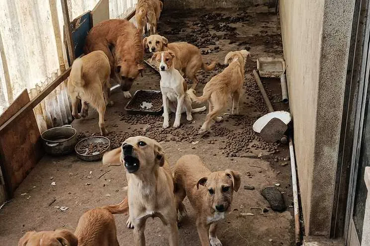 Dez cães vítimas de maus-tratos resgatados na Maia