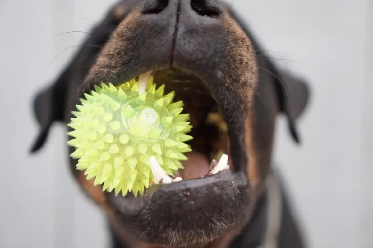 Moradora na Maia perde disputa judicial contra vizinhos com cão barulhento