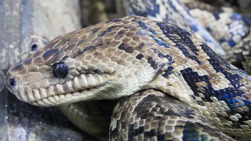 Cobra