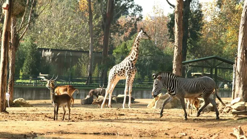 Zoo