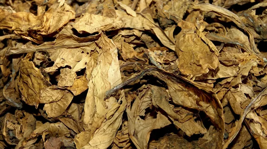 GNR apreende na Maia meia tonelada de folha de tabaco que daria para 500 mil cigarros