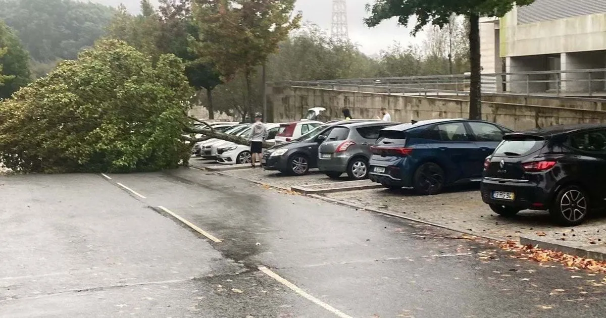 Árvore cai em cima de carro na Maia
